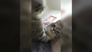 Наш TG https://t.me/liveofcats