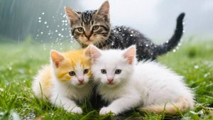 😹Красивые Котята мило мяукают в дождливой траве🔥