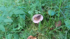 Слизень ест гриб