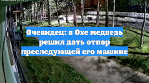 Очевидец: в Охе медведь решил дать отпор преследующей его машине