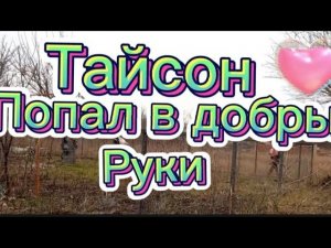 Тайсон попал в добрые руки.