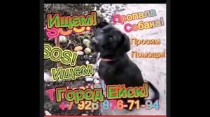 #ЕЙСК, #ДАЧИ  Потерялся любимый пёс! Город Ейск!