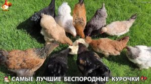 Цыплята и Курочки селяночки лучшие беспородные несушки 🥚 (277)
