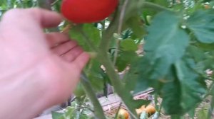 ПРОБЕЖИМСЯ ПО ТЕПЛИЦАМ, СПЕЛЫХ ТОМАТОВ. 2025.