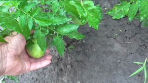 Лучшие безрассадные помидоры на моем участке