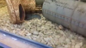 #АККР Краснопалый Австралийский Рак, наши производители. www.CoralFish.ru.