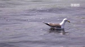 Творческий триумф