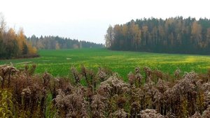 Золотая осень. Лес! Звуки живой природы!