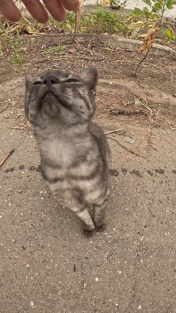 Заводской КОТЯ