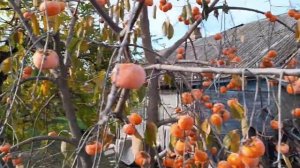 Хурма Россиянка после перегруза урожаем.