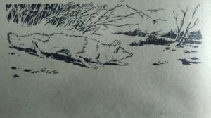 Лисица. Н.А. Зворыкин (охота нагоном, скрадом, с гончей, с борзыми, на манок, капканом, в норах)