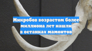 Микробов возрастом более миллиона лет нашли в останках мамонтов