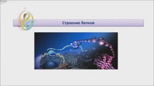 Строение белков