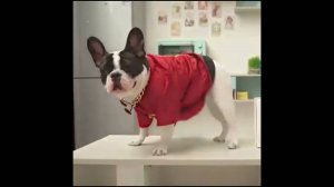 Милые и забавные кошки и собаки (ПОДБОРКА №5) 😍 😂 🐱