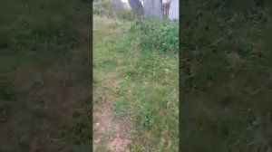 оаоаоагдалаосш