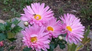 хризантема розовая корейская полумахровая