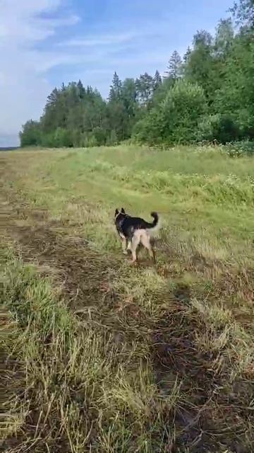 ВЕО Валентлайф Черемуха д.р. 11.03.2024г - август 2025г - худеем.