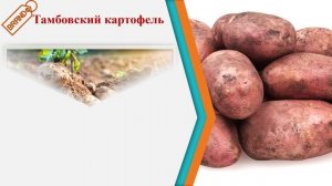 Мультифайл "Тамбовские бренды"