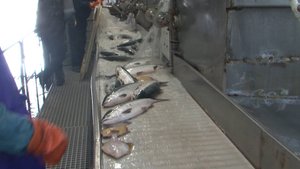 СМЕРТЬ НА ПРЕДПРИЯТИИ