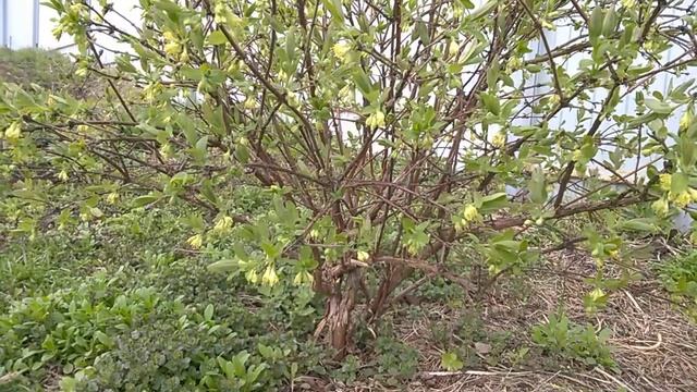 Цветение жимолости сорт Уссульга. Посадка и уход