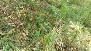 Приехали в лес 🌲за Белыми 🍄🍄🍄