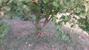 Как создать максимально урожайное дерево фундука и лещины, подробное объяснение!