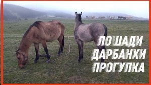 ЛОШАДИ ДАРБАНХИ ПРОГУЛКА