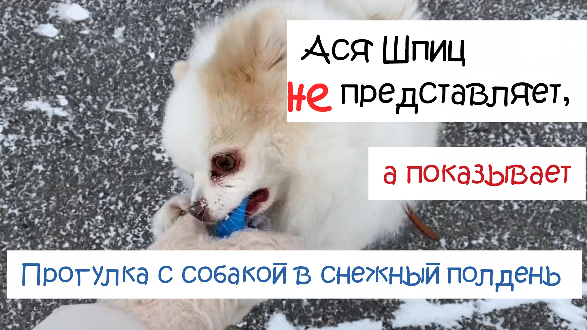 Прогулка в любую погоду. Если вы хотите собаку, смотрите до конца смотреть онлайн