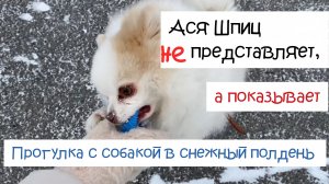 Прогулка в любую погоду. Если вы хотите собаку, смотрите до конца