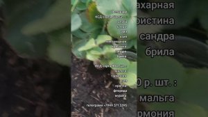 Рассада клубники на заказ
