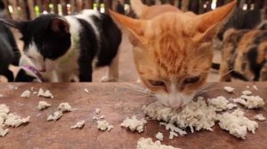 Кормление котиков коты едят вкусную еду 1