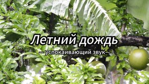 Звук дождя, дождь в лесу, релакс, медитация, звук природы, летний дождь, звук для фона, природа.