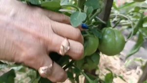 СИБИРЬ. ОБЗОР ТОМАТОВ НА УЛИЦЕ, ЧАСТЬ 2. 2025.