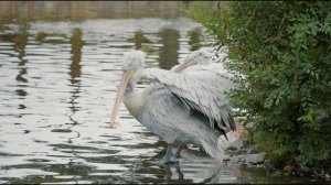 13951912_1920_1080_30fps