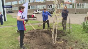 АлтГПУ в СМИ: берёзы, которые росли на крыше старинного особняка в Барнауле, пересадили у АлтГПУ