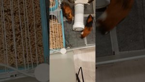Морские свинки, прикольные животные, домашние животные