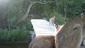 Рысь с котятами