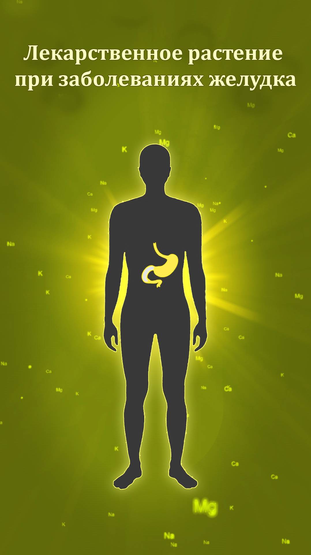 Лекарственное растение при заболеваниях желудка