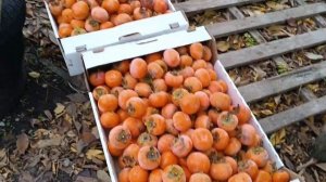 Урожай с одного дерева хурмы Россиянка.