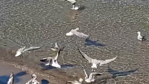 В городе Зеленоградск Калининградской области 02.09.2025