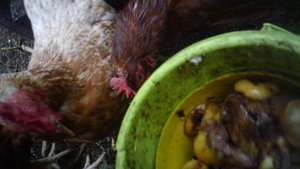 Кормление курочек 3 сентября 2025 - невдалеке слышна гроза