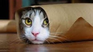 Забавные кошки заставят вас смеяться часами!!! - (ПОДБОРКА №8) 😍 😂 🐱