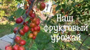 Наш богатый фруктовый урожай в этом году #яблоки #слива #вишня