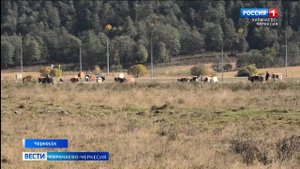 Вести Карачаево-Черкесия 02.09.2025