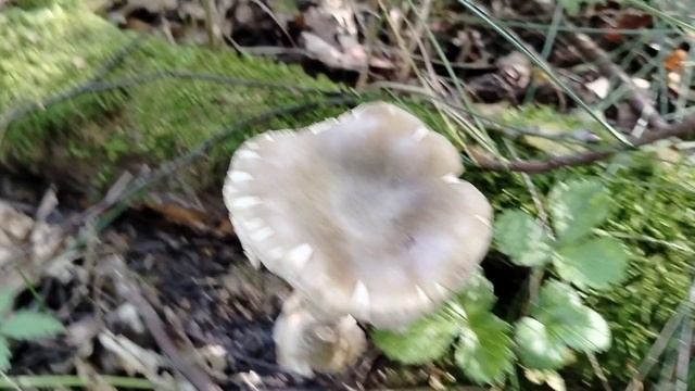 Грибы в лесу 1 сентября.Тихая охота.