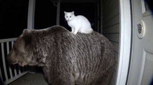 Типичный кот в России