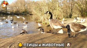 Видео про животных и птиц для души (86)