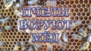 1сентября 25 года.Пчелы воруют мёд.