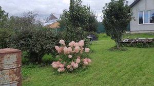 Август, кошу, обрезаю, собираю, заливаю.