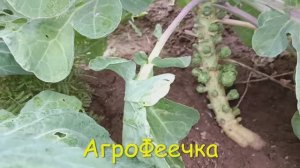 Брюссельская капуста начала завязывать кочанчики